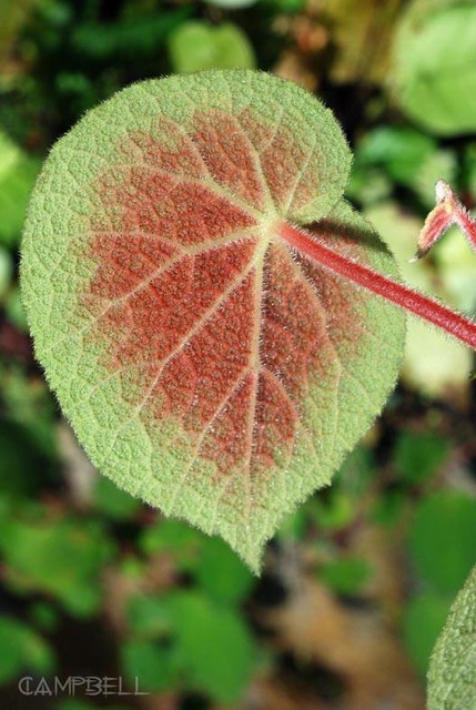 B. smithiae